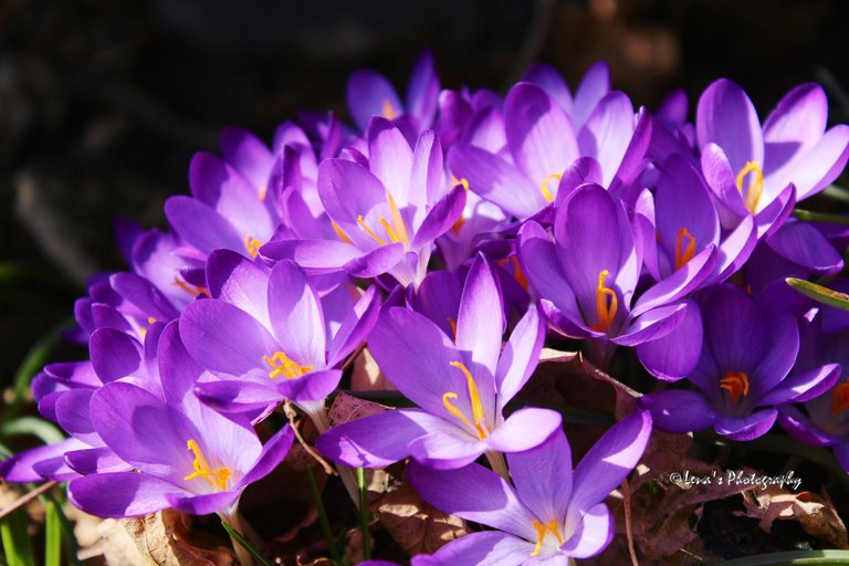 2 crocus.jpg