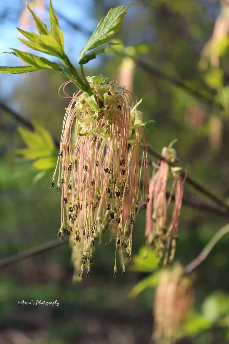 Acer saccharum — sugar maple.jpg