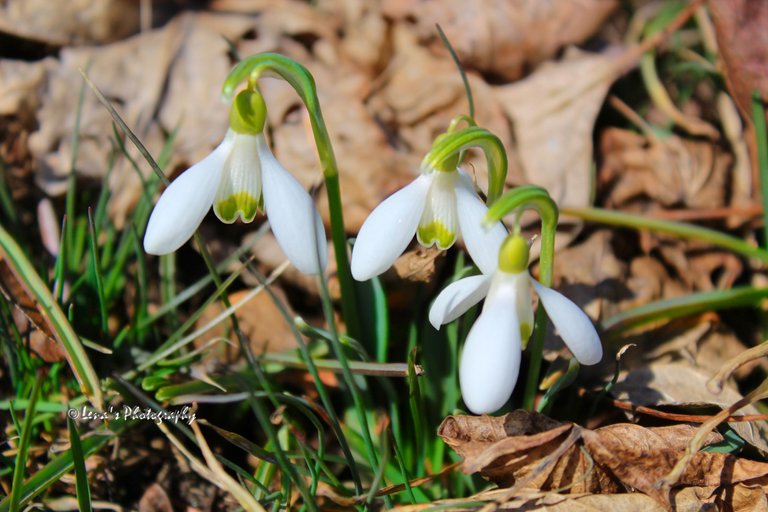 4 snowdrop.jpg