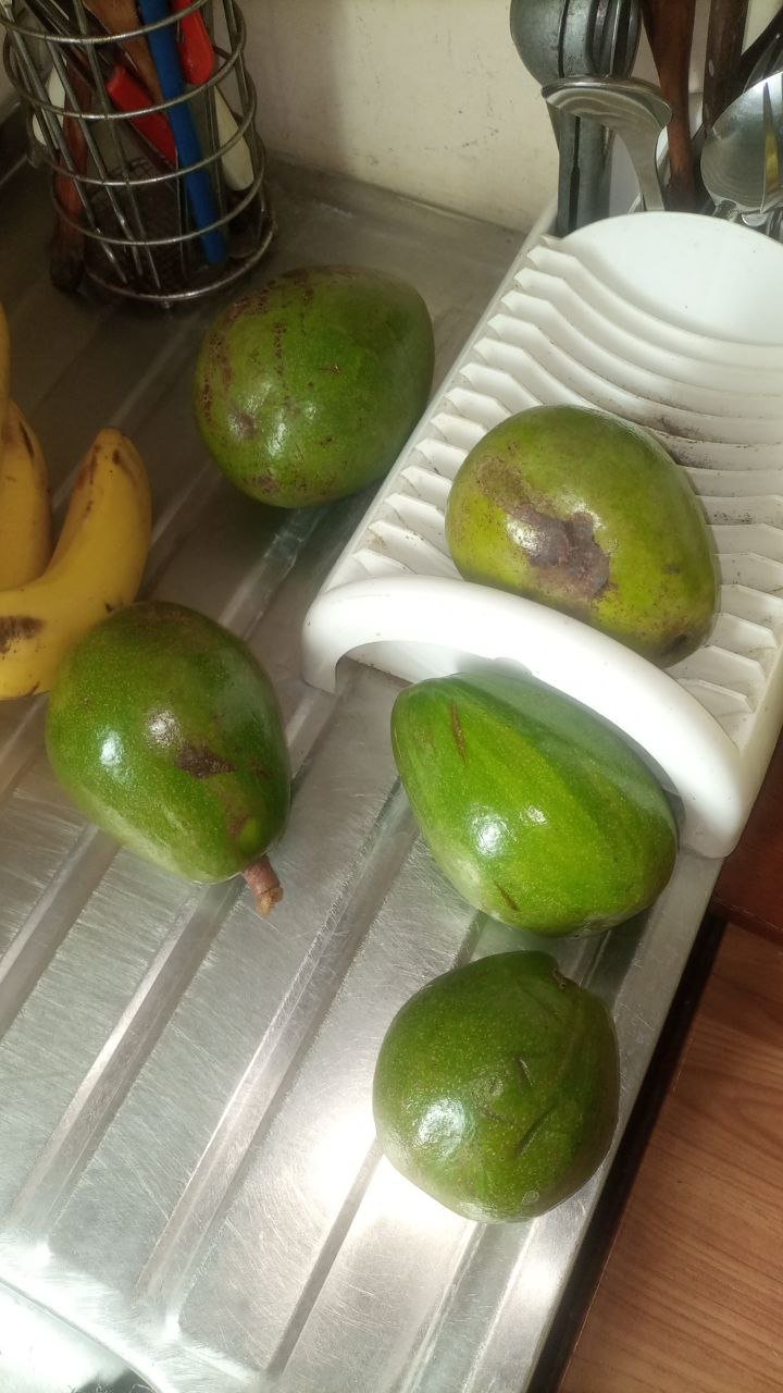 VARIOS AGUACATES.jpg