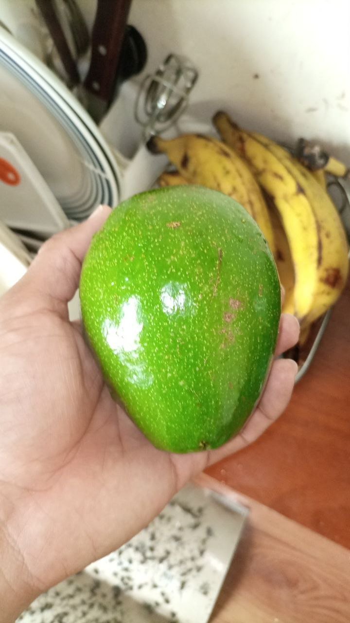 PRIMER AGUACATE.jpg