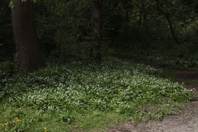 Wild Gralic in flower