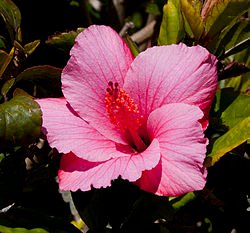 Cayena_(Hibiscus_rosa-sinensis),_jardín_del_molino,_Sierra_de_San_Felipe,_Setúbal,_Portugal,_2012-05-11,_DD_02.JPG
