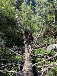 log bridge.jpg