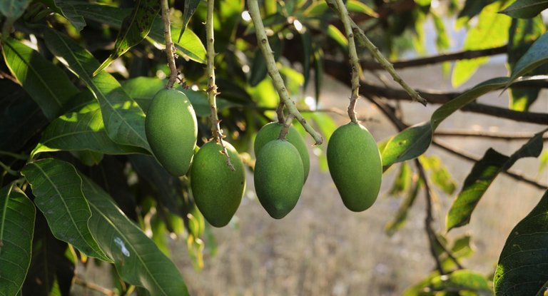 mangoes-g11dde719c_1920.jpg