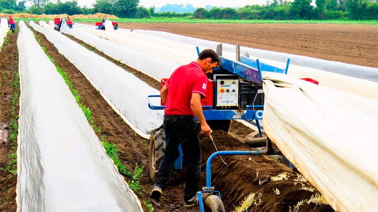 140_Cuando_Viviremos_Paz_Amor_25052020_agricultor.jpg