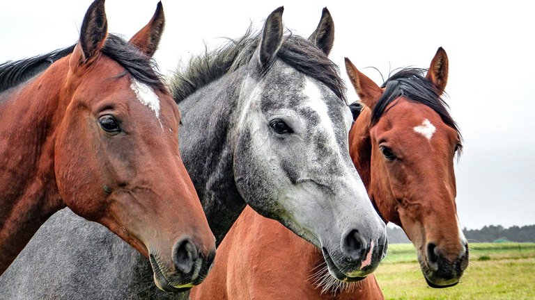 089_Espiritismo_029_Vicios_22042020_caballos.jpg