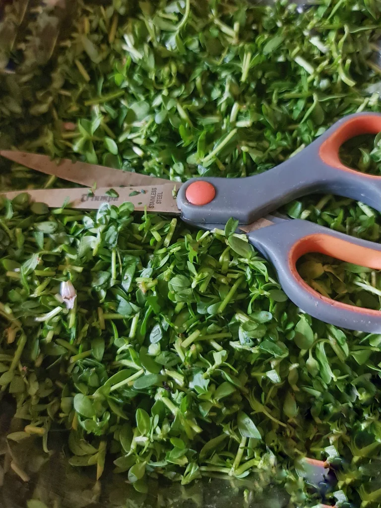 Fresh Brahmi