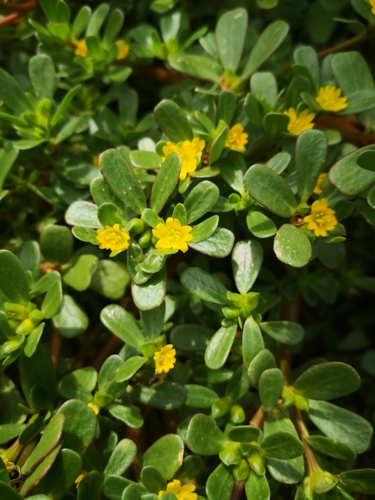 Fleshy leaves and stems, yellow flowers – delicious!