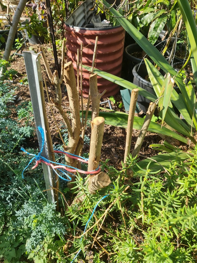 Pruned Pomegranate. 