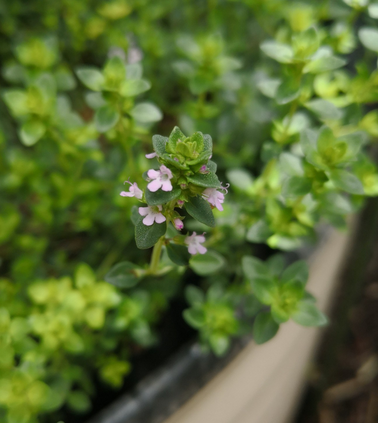 Orange Thyme flowers, one of the many cultivated varieties of Thyme