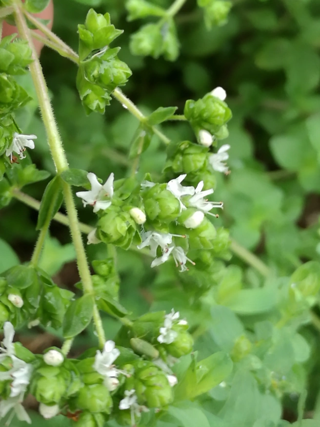 The characteristic, lipped, flowers of the Lamiaceae Family