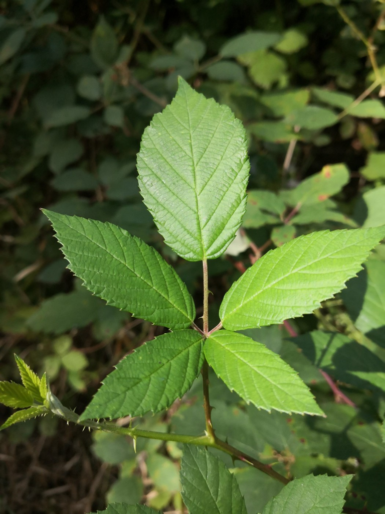 The leaves are a treatment for diarrhea
Blackberry leaves can be used as a tea for diarrhea.