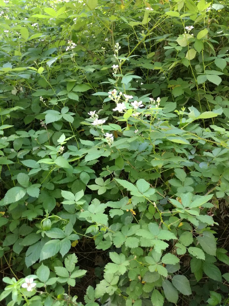 Dense, prickly growth hides some tasty berries.