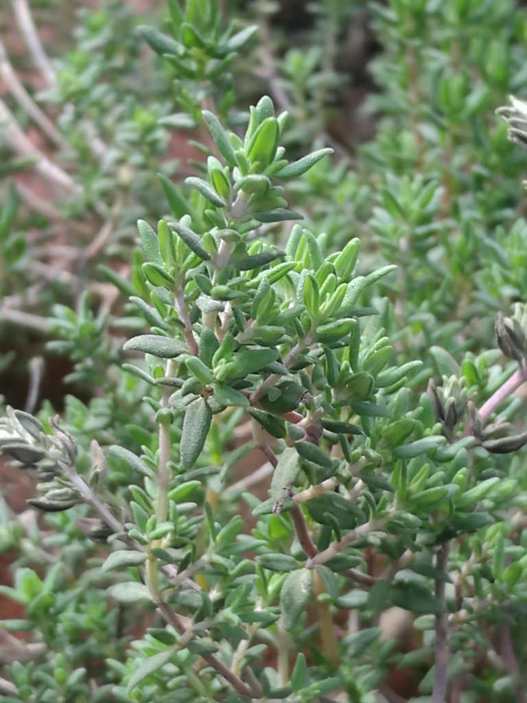 A dense tangle of Thyme leaves and branches