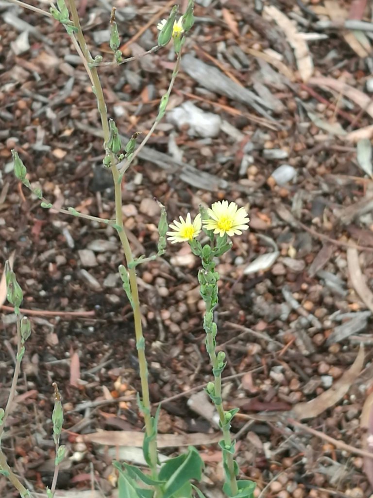 Small, yellow flowers are borne above the leaves of a long stem.