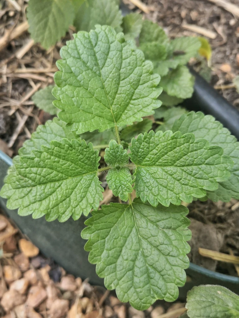 Lemon Balm leaves at the end of  the stem remind me of puckering lips.
