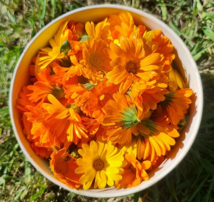 Calendula