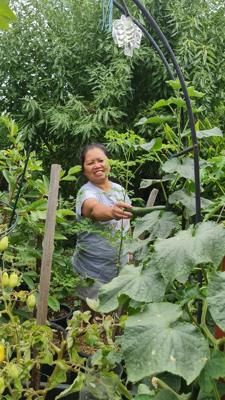 A good cucumber harvest this year.