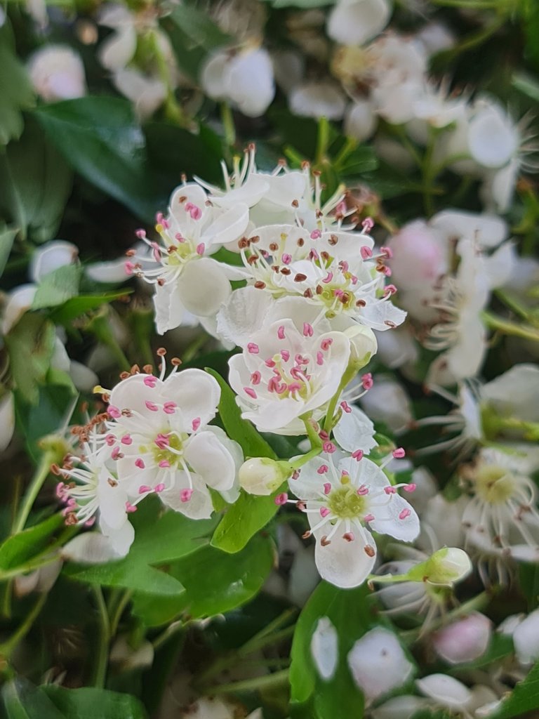 Hawthorn flowers