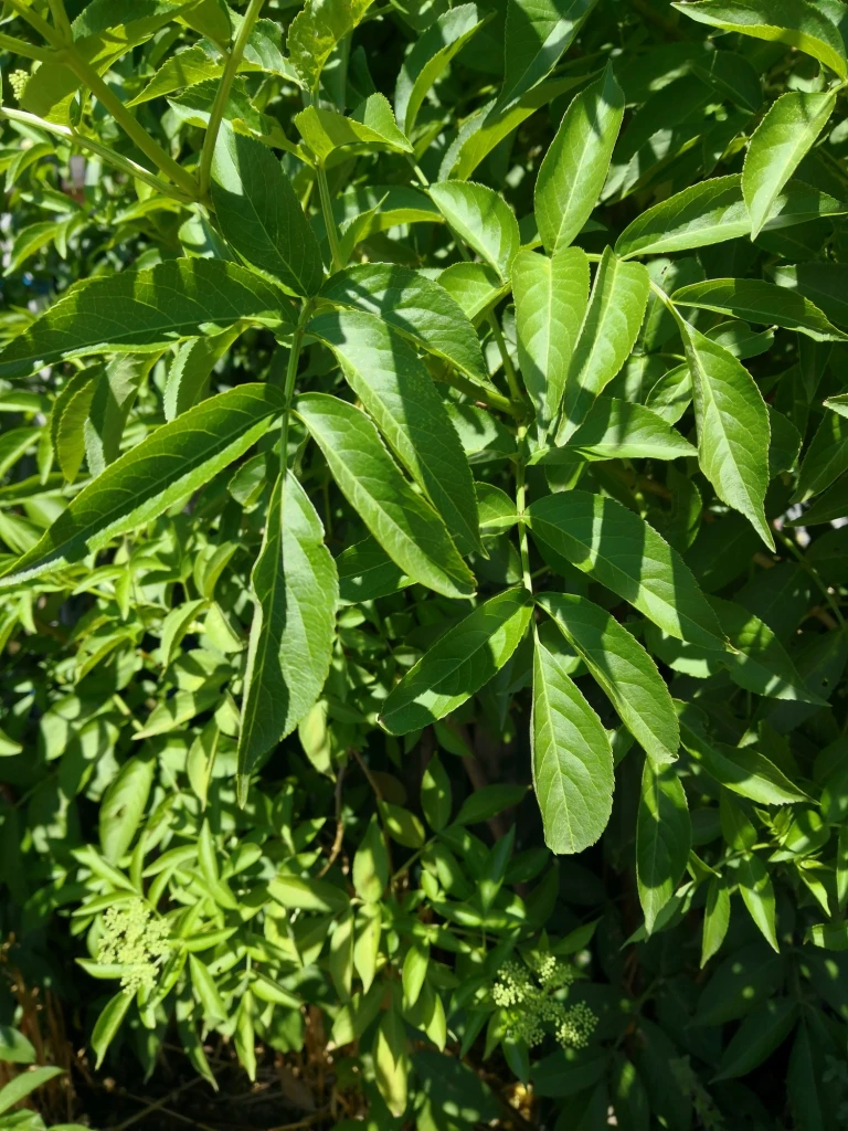 Elder leaves