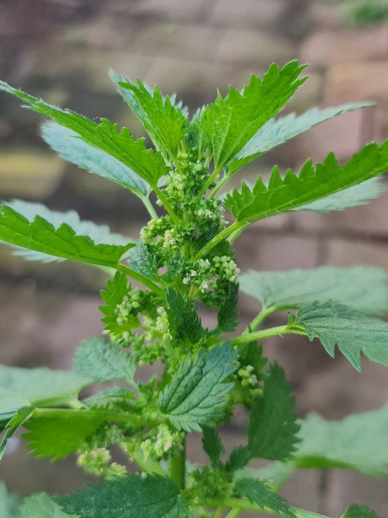 Nettles are salty tasting,