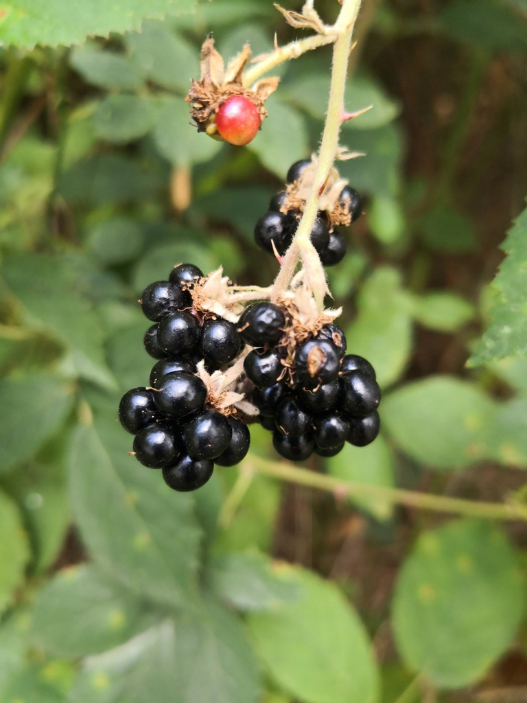 Lovely, juicy Blackberries.