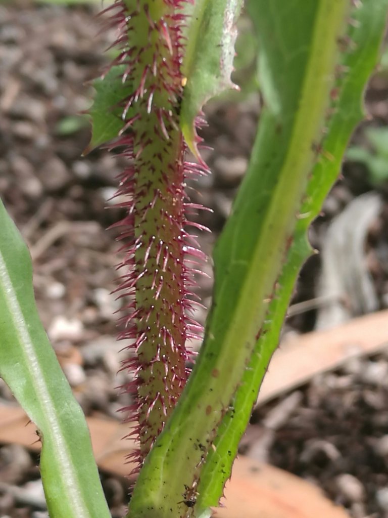 Some nasty looking prickles!