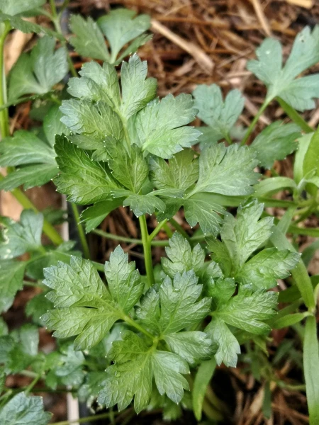 Italian Parsley