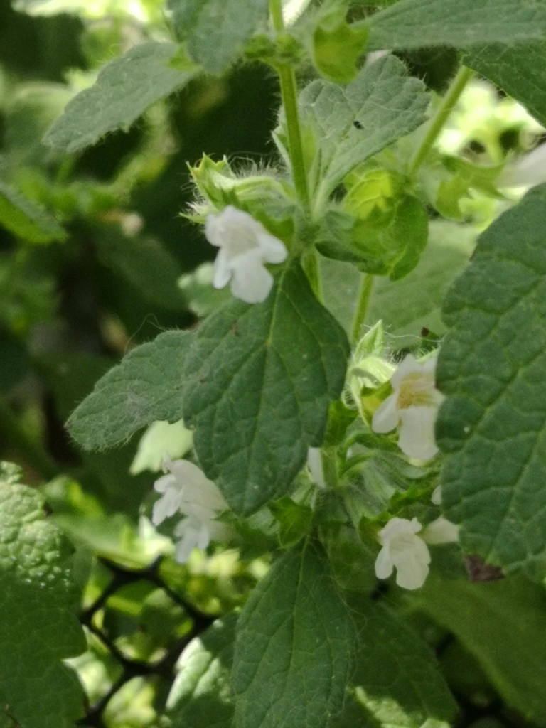 Lemon Balm