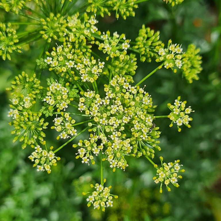 Fennel is sweet.