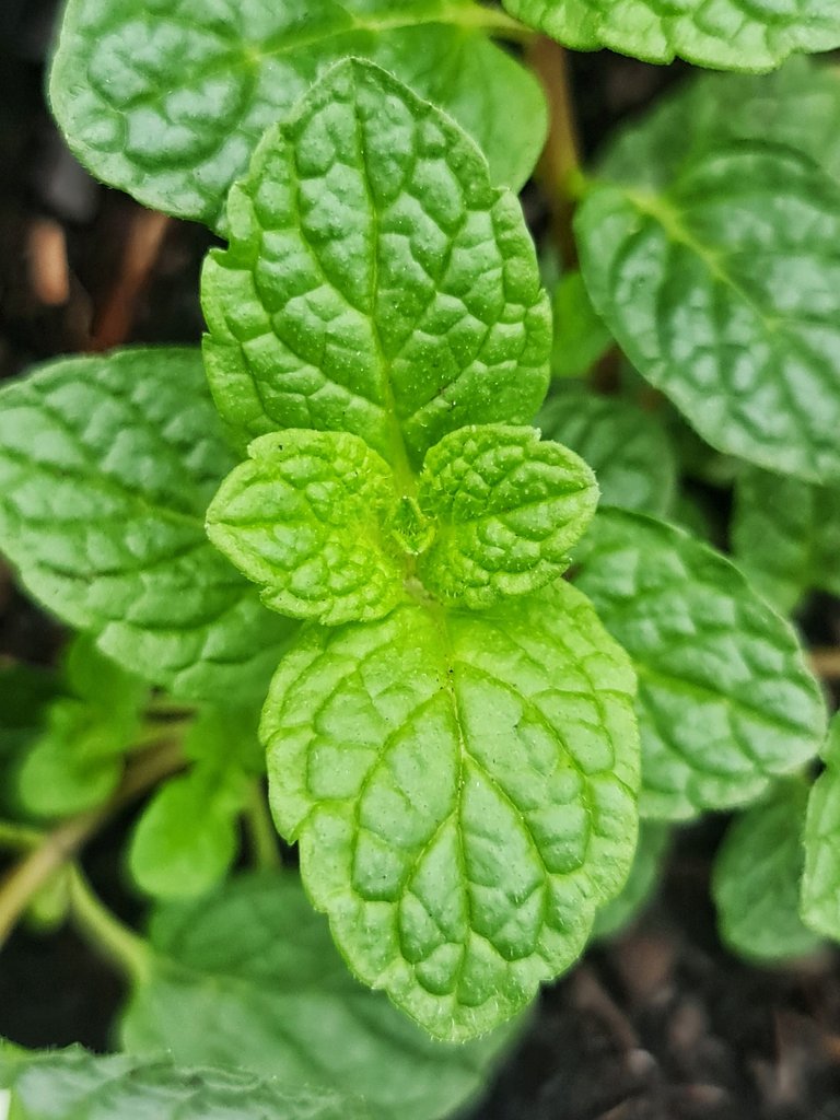 Spearmint leaves tend to be longer and more wrinkled.