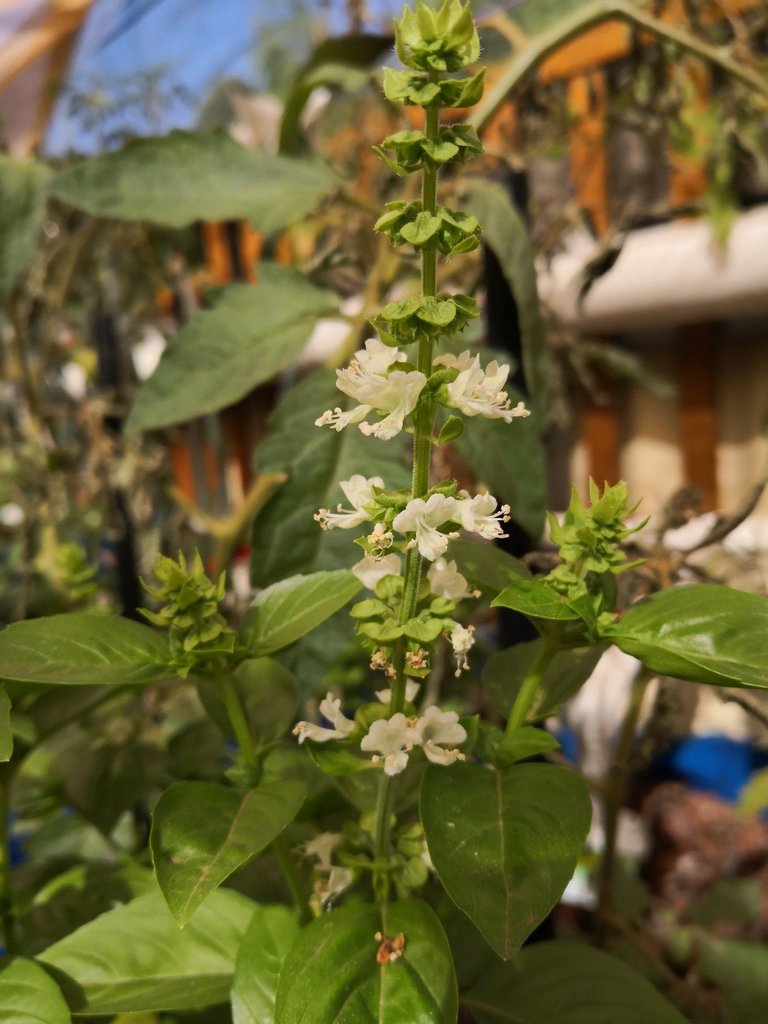 Basil has the lipped flowers characteristic of Lamiaceae