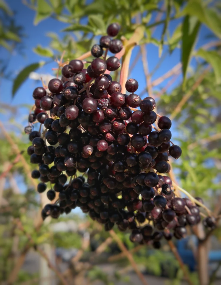 Elderberries