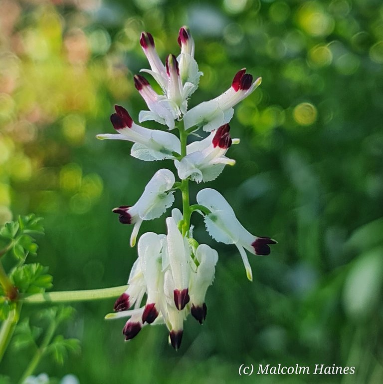 Very distinctive flowers.
