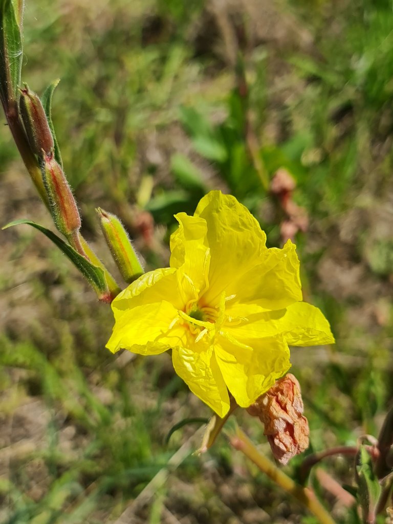 Our local Evening Primrose