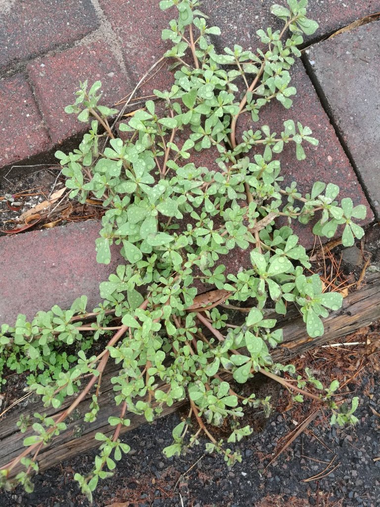 Succulent, sprawling Purslane.