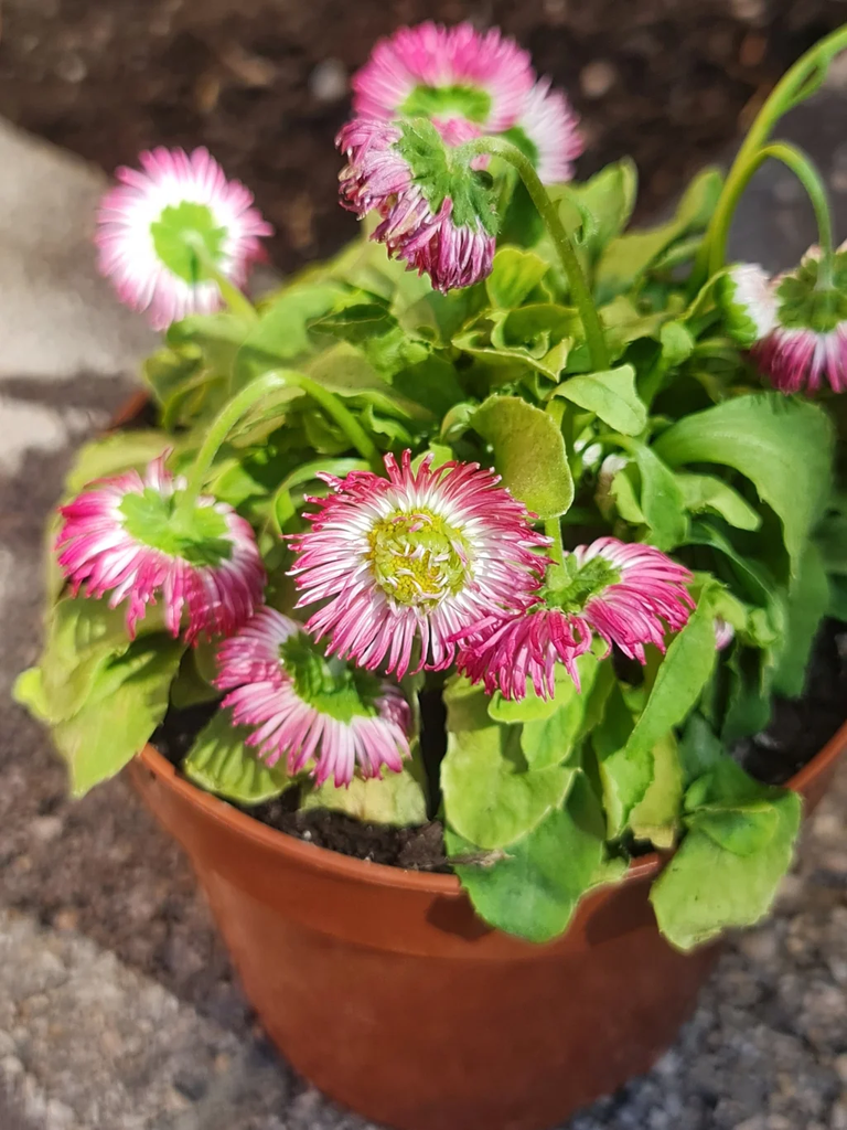 Always pretty – Bellis perennis