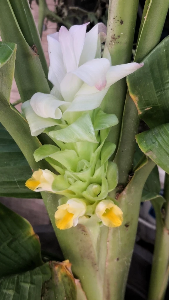 Ginger flowers are just heavenly!