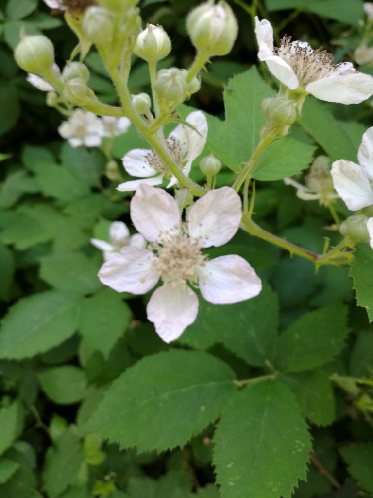 Blackberry flowers