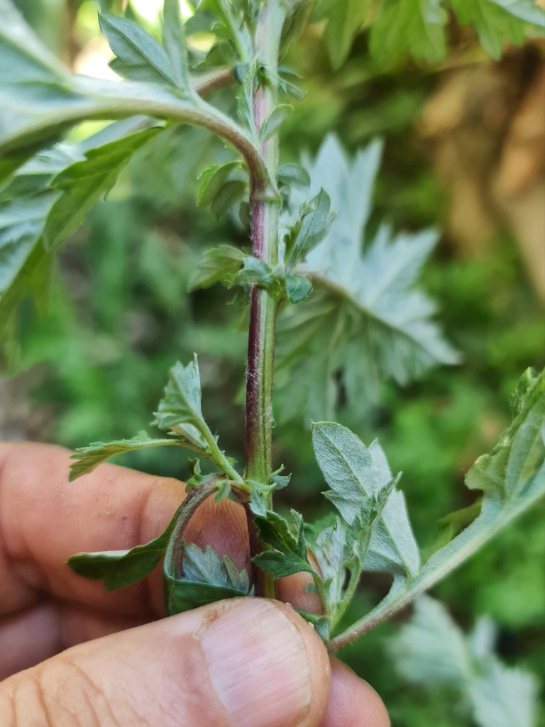 Ours has a stem that turns purple on the side exposed to the Sun.