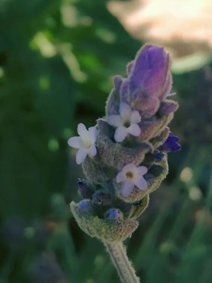 Tiny Lavender flowers in close up