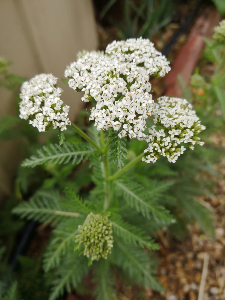 Yarrow