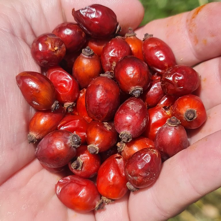 Rose hips have a sour taste