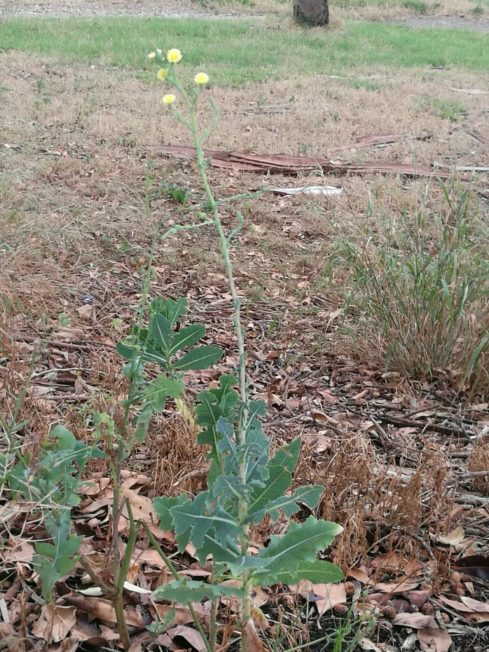 Prickly Lettuce