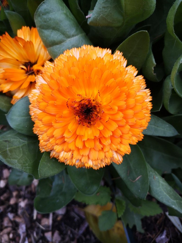 Calendula come in double and single petal varieties