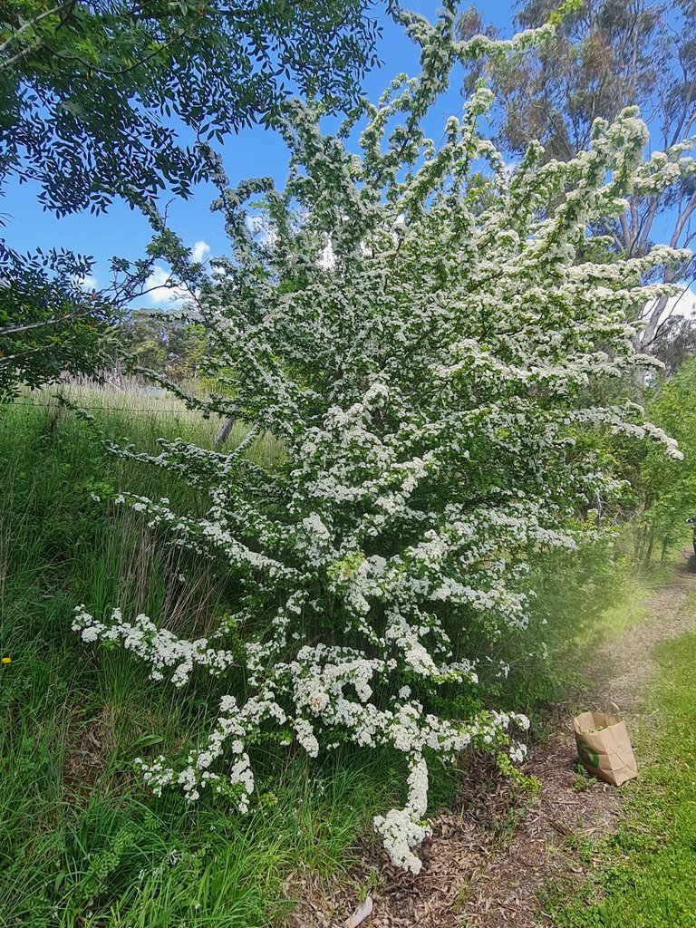 Hawthorn trees are pretty spectacular when in full bloom!