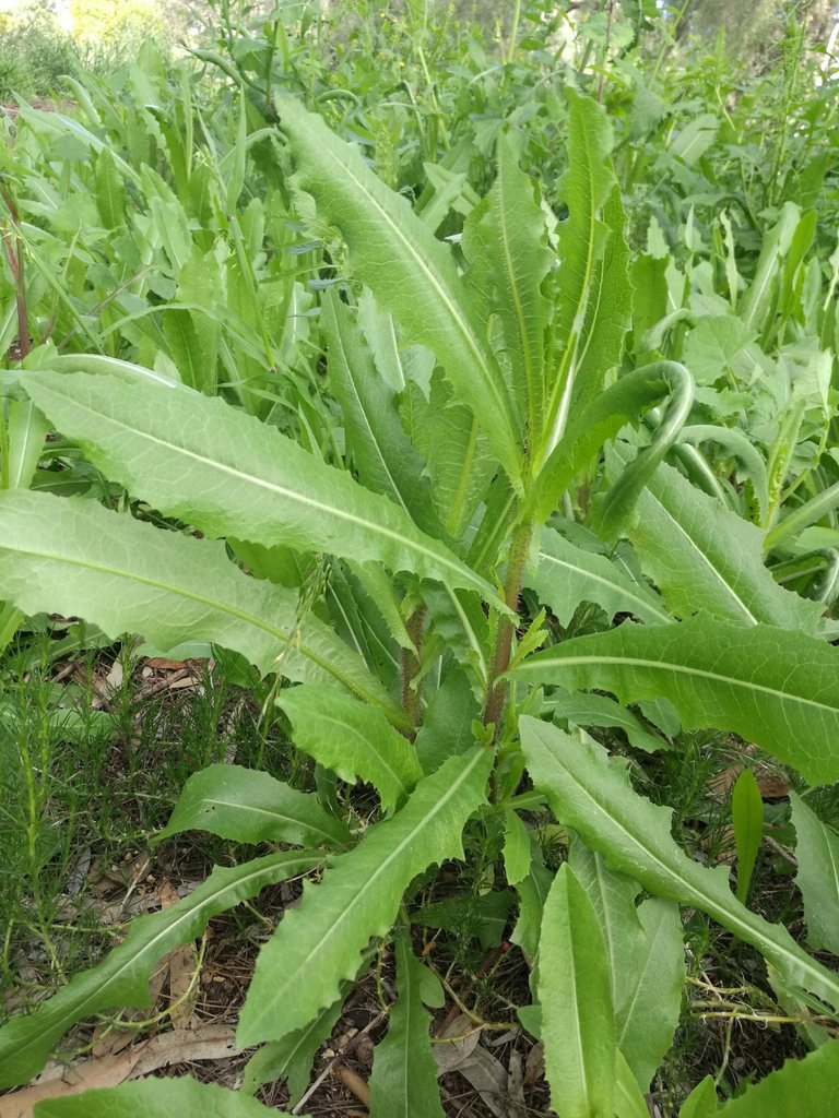 Very healthy Prickly Lettuce.