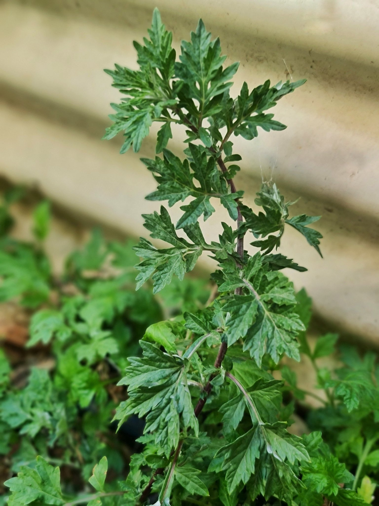 Mugwort is allowed to grow wherever it wants in Ligaya Garden.