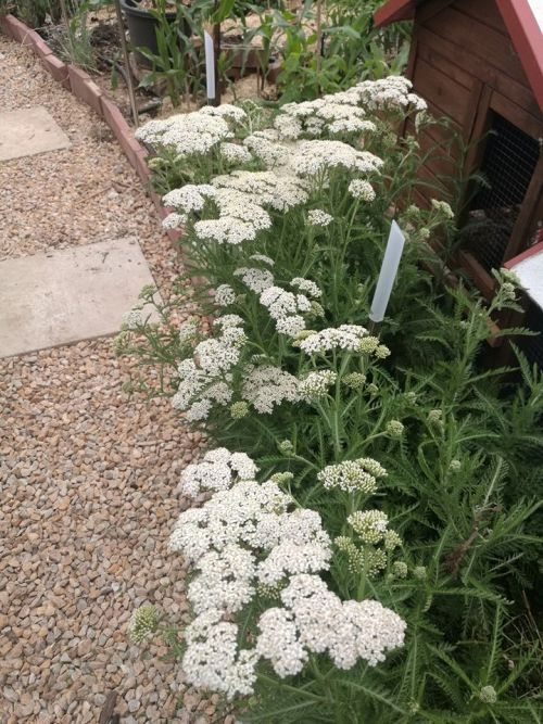 We use Yarrow as an edging plant.
